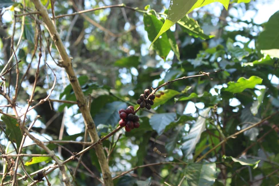 Bild Nr. 15 von Chiang Mai: Doi Inthanon Nationalpark mit Ticket & Mittagessen Aktivität in Chiang Mai, hochgeladen vom Anbieter