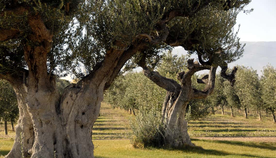 image n.1 of Midday Olive Oil Tour and Visit to Old Town of Belchite activity in Zaragoza, uploaded by supplier