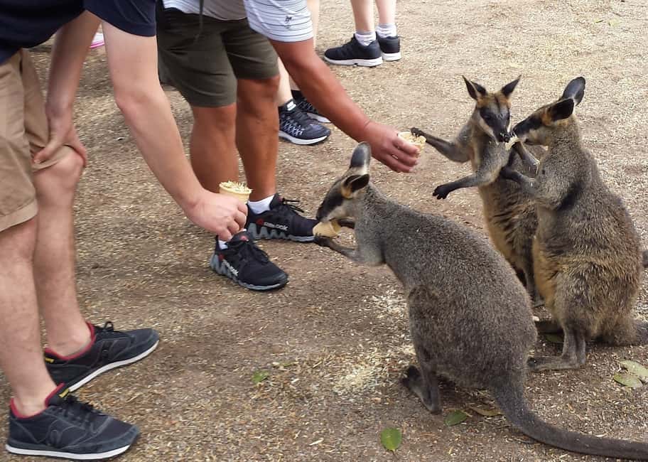 image n.3 of From Sydney: Boutique Uncharted Blue Mountains Tour activity in Sydney, uploaded by supplier