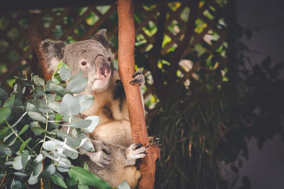 image n.8 of From Sydney: Boutique Uncharted Blue Mountains Tour activity in Sydney, uploaded by supplier
