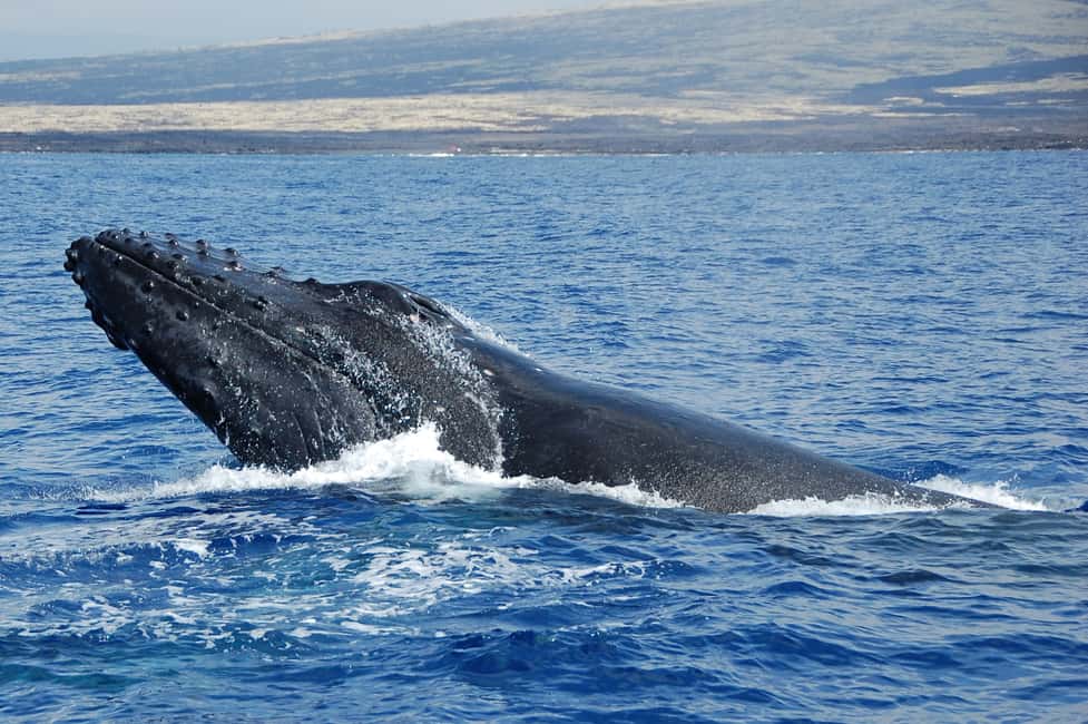 image n.2 of Kailua-Kona: Whale Watching Cruise on the Big Island activity in Kailua-Kona, uploaded by supplier