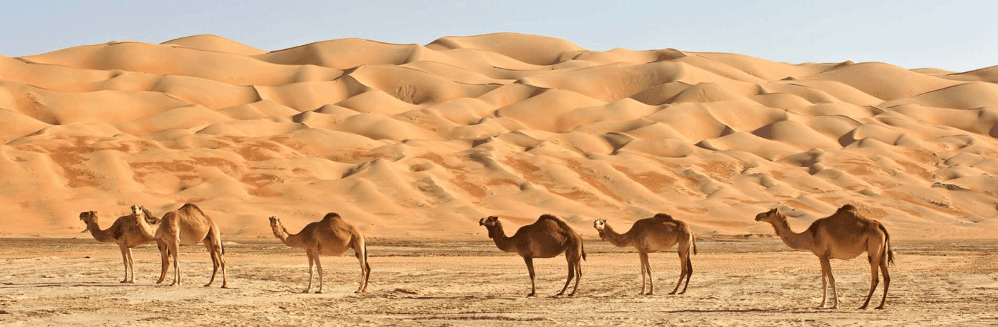 Immagine nº 4 di Oman: Viaggio privato a Wahiba e Wadi Bani Khaled attività a Regione al-Sharqiyya, caricata dal fornitore