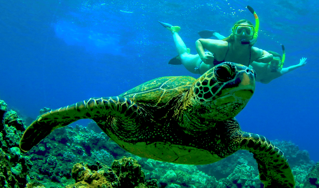 image n.4 of Maui: Kaanapali Beach 4-hour Snorkel w/ BBQ Lunch & Open Bar activity in Kaanapali, uploaded by supplier