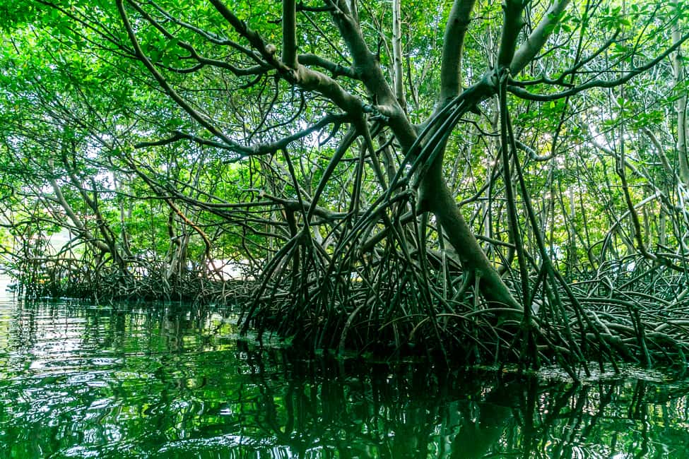Obraz nr 5 z atrakcji San Juan: Bioluminescencyjny nocny spływ kajakowy po zatoce Laguna Grande w San Juan, przesłany przez organizatora