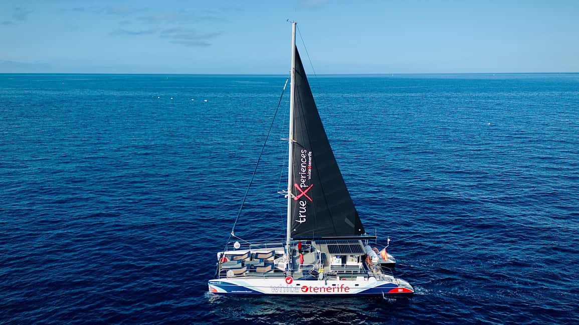 image n.11 of Costa Adeje: Whale & Dolphin Eco-Cruise with Snacks & Drinks activity in Costa Adeje, uploaded by supplier