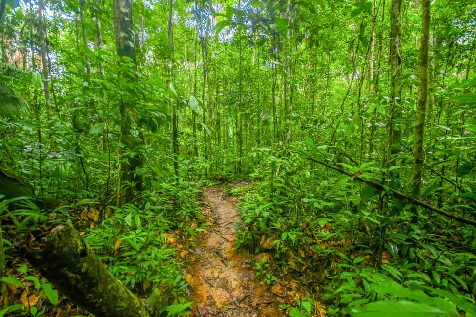 image n.2 of Manaus: Amazonas Jungle and Anavilhanas Archipelago Trek activity in North Region, Brazil, uploaded by supplier