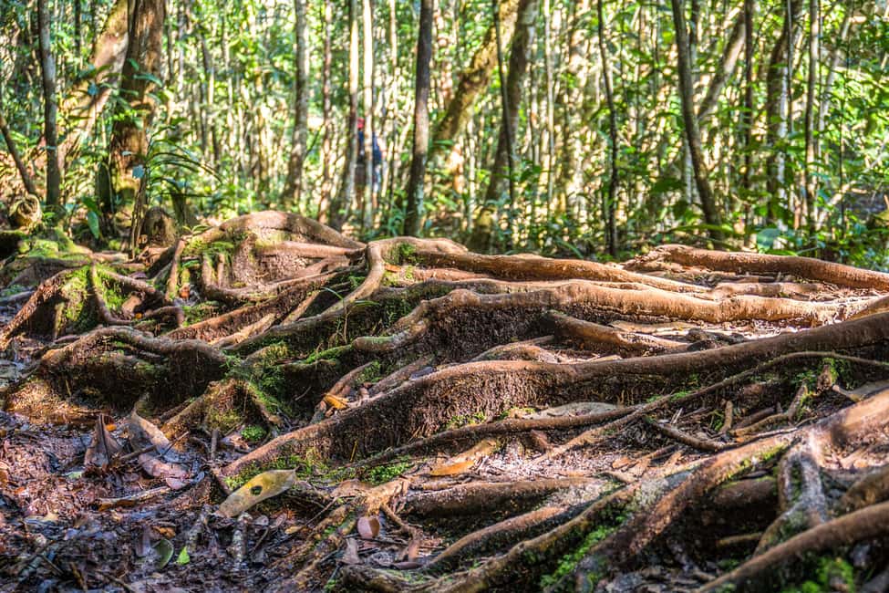 image n.3 of Manaus: Amazonas Jungle and Anavilhanas Archipelago Trek activity in North Region, Brazil, uploaded by supplier