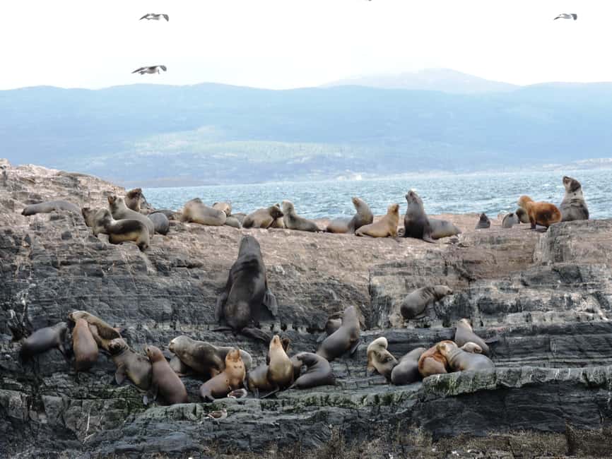 imagem n.5 de Ushuaia: Cruzeiro de Catamarã pelo Canal de Beagle e Ilha dos Lobos Marinhos atividade em Terra do Fogo, carregada pelo fornecedor
