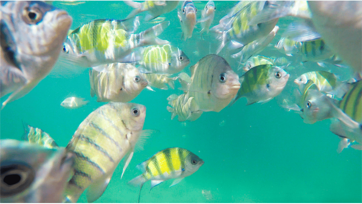image n.12 of Krabi: Phi Phi and 4 Islands with Snorkeling by Speed Boat activity in Gulf of Thailand, uploaded by supplier
