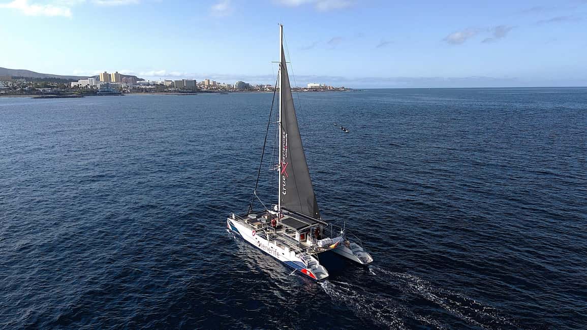 image n.6 of Costa Adeje: Whale & Dolphin Eco-Cruise with Snacks & Drinks activity in Costa Adeje, uploaded by supplier
