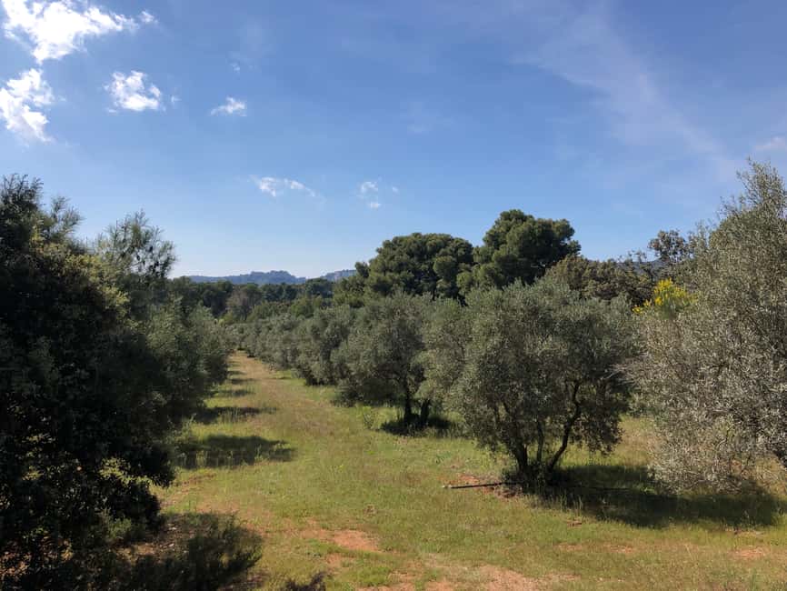 imagem n.3 de De Arles: Parque Regional dos Alpilles Provence Safari 4x4 atividade em Saint-Rémy-de-Provence, carregada pelo fornecedor
