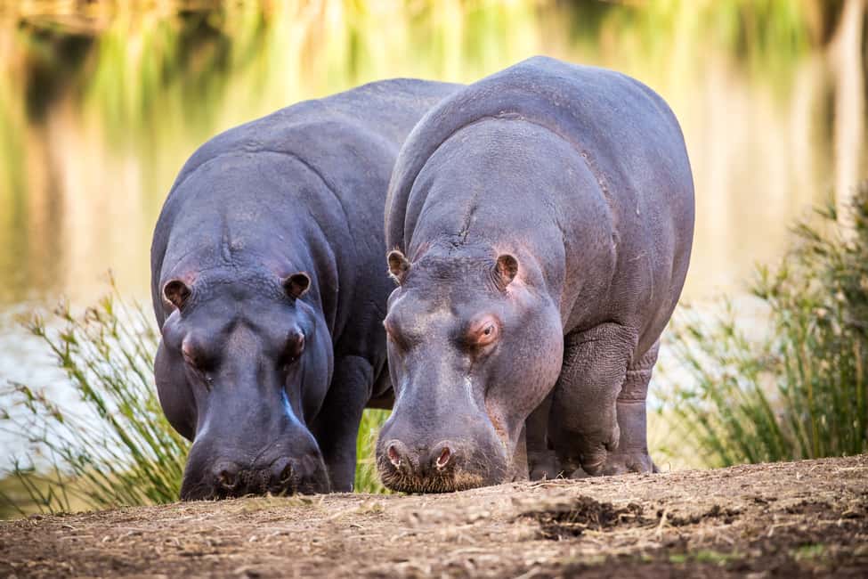 afbeelding n.7 van Kleine Brak Rivier: Botlierskop begeleide wildrit activiteit in Mosselbaai, geüpload door aanbieder