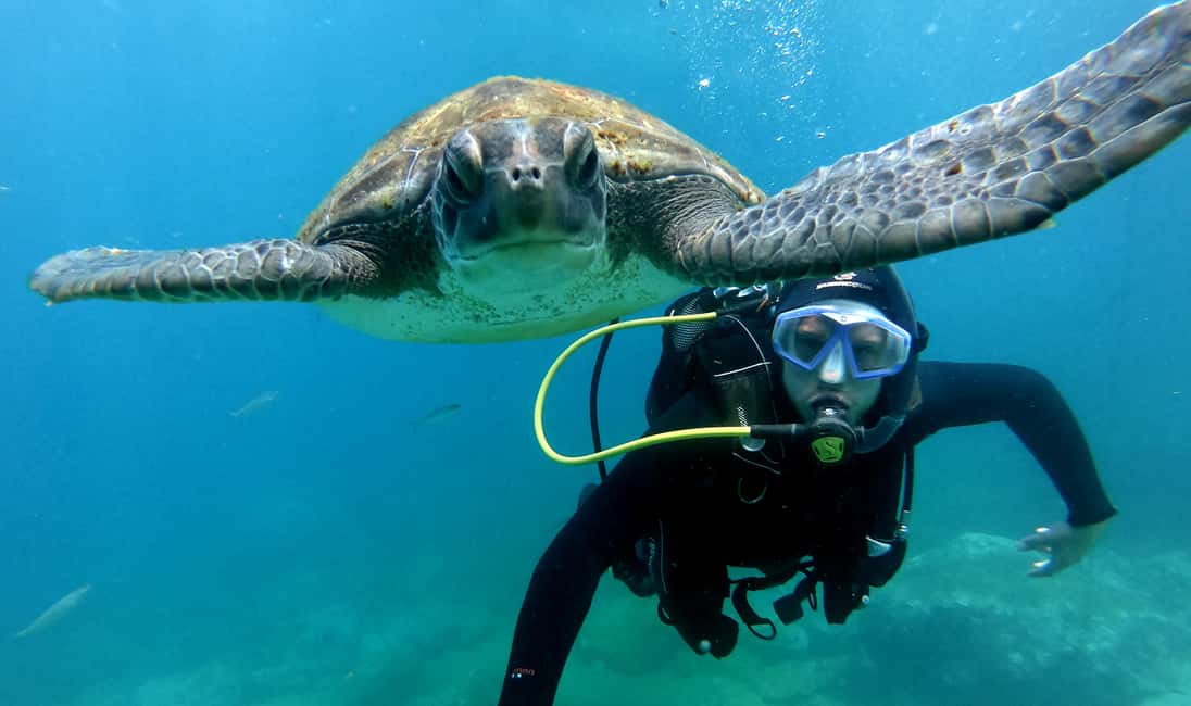 billede nr.1 af aktiviteten Tenerife: Dykkeroplevelse for begyndere i skildpaddeområdet i Costa Adeje, uploadet af udbyder