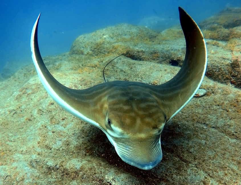 billede nr.3 af aktiviteten Tenerife: Dykkeroplevelse for begyndere i skildpaddeområdet i Costa Adeje, uploadet af udbyder