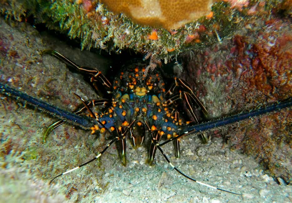 image n.5 of From Cabo: Cabo Pulmo Marine Park Snorkeling and Kayaking activity in Baja California Sur, uploaded by supplier