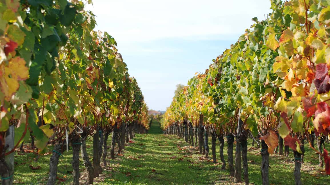 billede nr.15 af aktiviteten Montserrat & Cava Wineries Dagsudflugt fra Barcelona m/ afhentning i Marganell, uploadet af udbyder