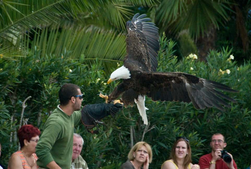 image n.10 of Arona: Entry Ticket to Tenerife's Jungle Park Zoo activity in Arona, Tenerife, uploaded by supplier
