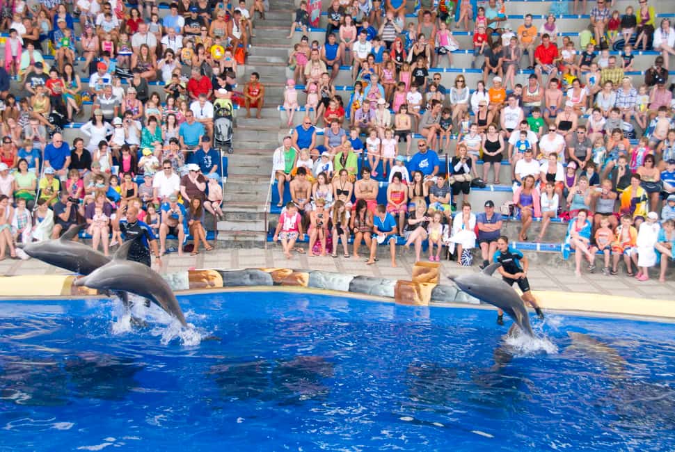 image n.6 of Costa Adeje: Aqualand Water Park Ticket with Dolphin Show activity in Costa Adeje, uploaded by supplier