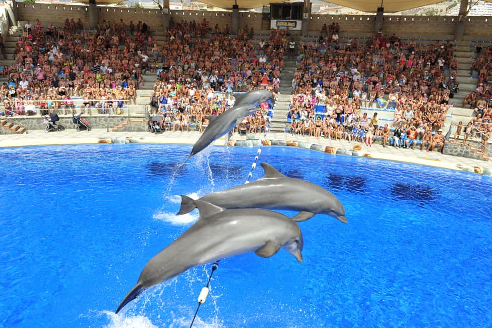 image n.2 of Costa Adeje: Aqualand Water Park Ticket with Dolphin Show activity in Costa Adeje, uploaded by supplier