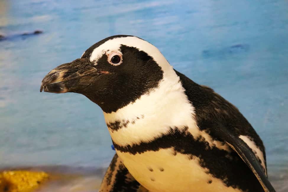 image n.14 of Tampa: ZooQuarium- ZooTampa & Florida Aquarium Combo Ticket activity in Tampa, uploaded by supplier