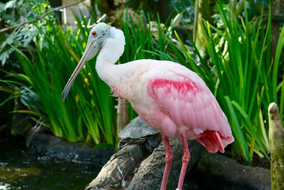 image n.17 of Tampa: ZooQuarium- ZooTampa & Florida Aquarium Combo Ticket activity in Tampa, uploaded by supplier