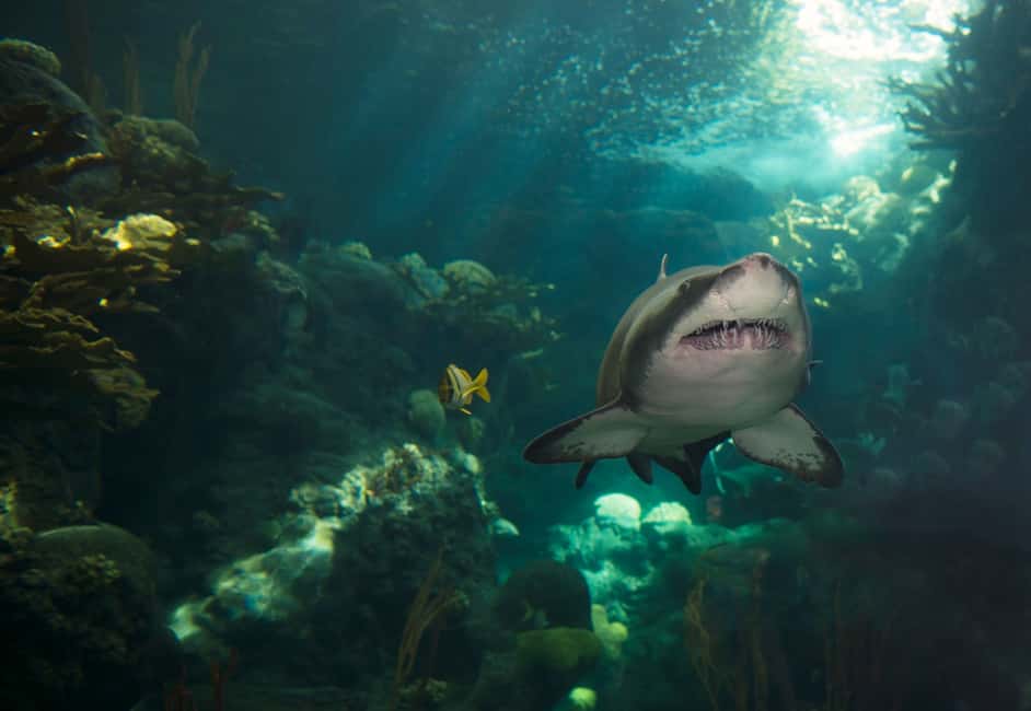 image n.18 of Tampa: ZooQuarium- ZooTampa & Florida Aquarium Combo Ticket activity in Tampa, uploaded by supplier