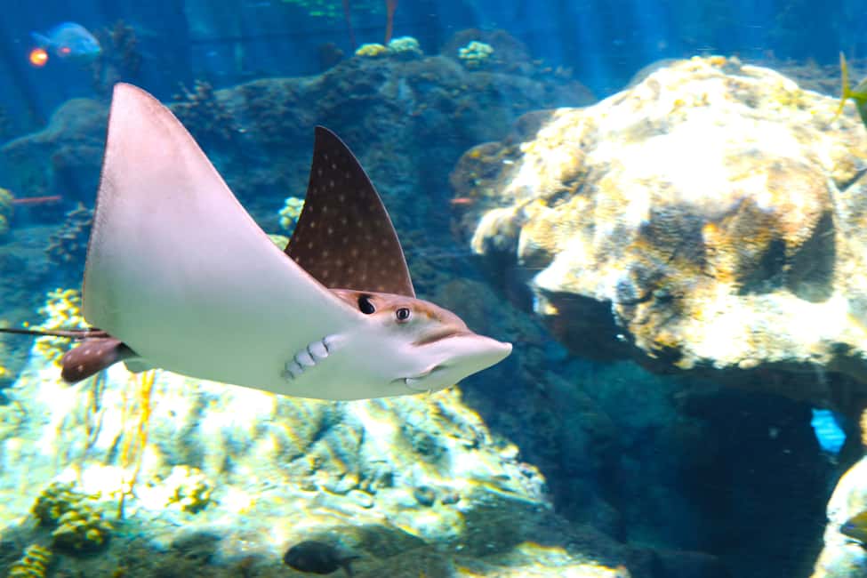 image n.20 of Tampa: ZooQuarium- ZooTampa & Florida Aquarium Combo Ticket activity in Tampa, uploaded by supplier