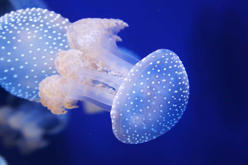 image n.22 of Tampa: ZooQuarium- ZooTampa & Florida Aquarium Combo Ticket activity in Tampa, uploaded by supplier