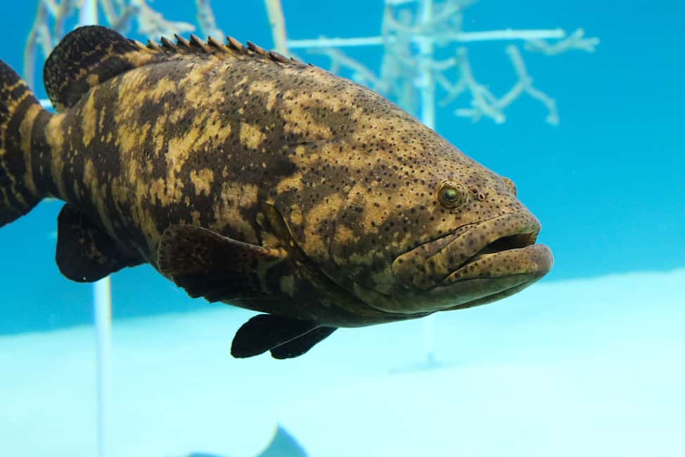 image n.23 of Tampa: ZooQuarium- ZooTampa & Florida Aquarium Combo Ticket activity in Tampa, uploaded by supplier