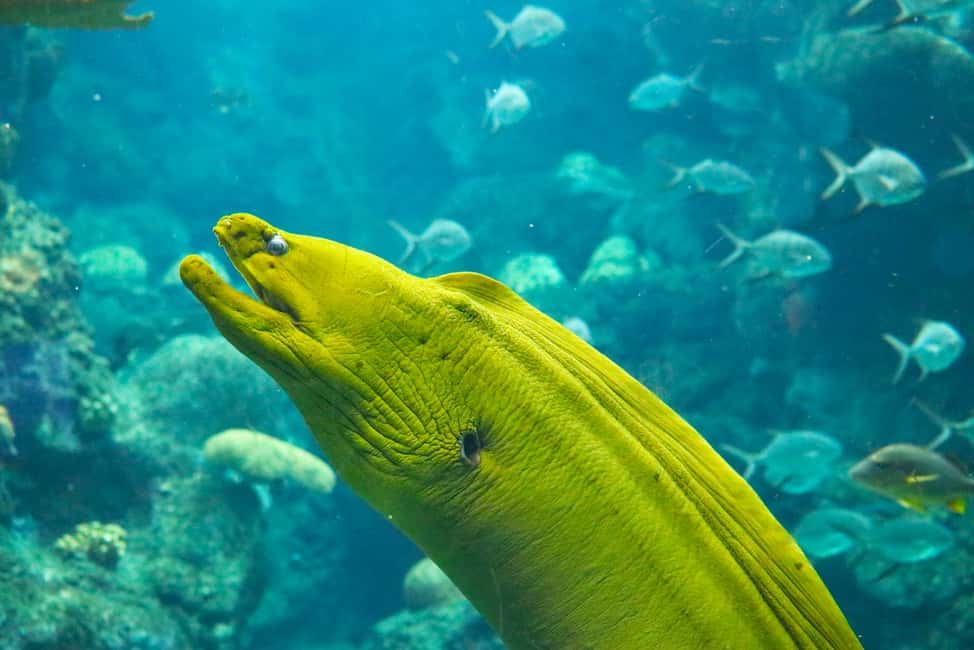 image n.24 of Tampa: ZooQuarium- ZooTampa & Florida Aquarium Combo Ticket activity in Tampa, uploaded by supplier
