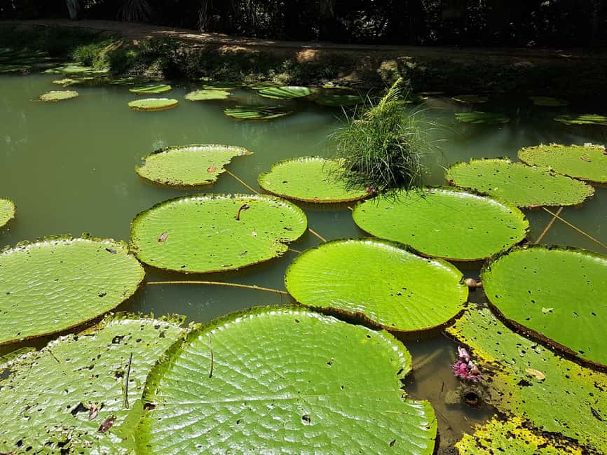 image n.7 of Amazon Jungle: 3- or 4-Day Tour at Ipanema River Guest House activity in Northeast Region, Brazil, uploaded by supplier