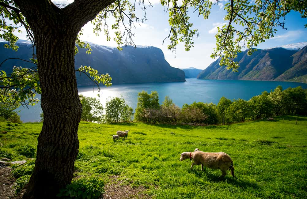bild nr.7 av Bergen: Vikingabyn, kryssning i Nærøyfjorden och Flåmsbana aktivitet i Flåm, uppladdad av arrangören