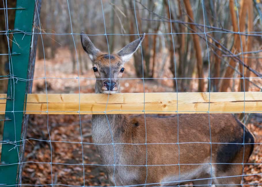 image n.4 of Legends&Wildlife Awaits: Dracula's Castle & Bear Sanctuary activity in Brasov, uploaded by supplier