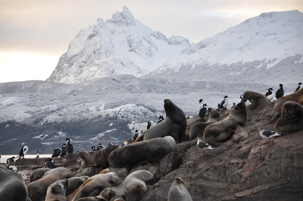 imagem n.4 de Ushuaia: Cruzeiro de Catamarã pelo Canal de Beagle e Ilha dos Lobos Marinhos atividade em Terra do Fogo, carregada pelo fornecedor