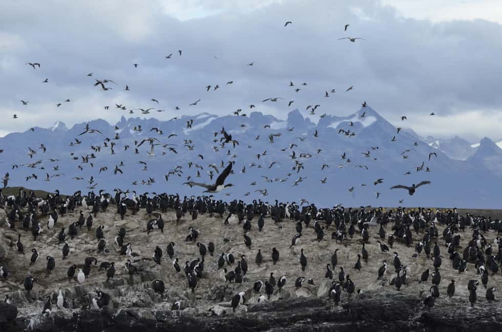imagem n.3 de Ushuaia: Cruzeiro de Catamarã pelo Canal de Beagle e Ilha dos Lobos Marinhos atividade em Terra do Fogo, carregada pelo fornecedor