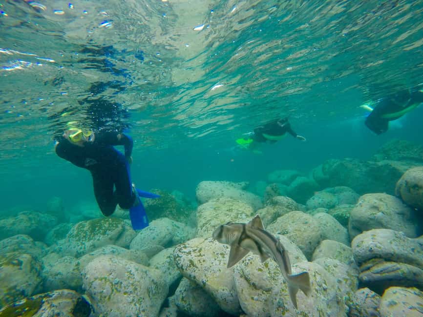 image n.14 of Sydney: Manly and Shelly Beach Snorkeling Tour activity in Sydney, uploaded by supplier