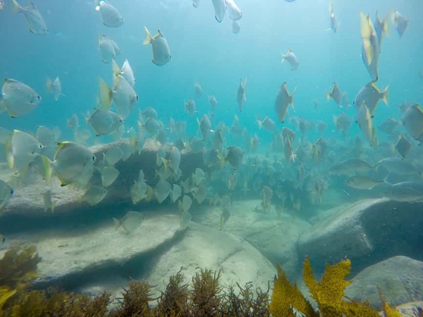 image n.15 of Sydney: Manly and Shelly Beach Snorkeling Tour activity in Sydney, uploaded by supplier