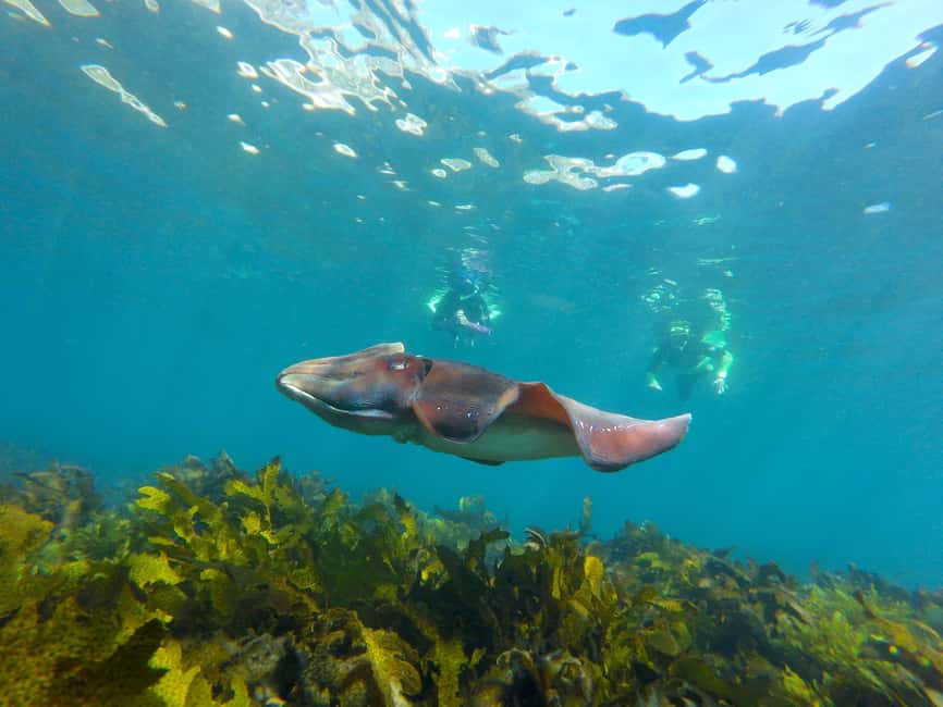 image n.4 of Sydney: Manly and Shelly Beach Snorkeling Tour activity in Sydney, uploaded by supplier