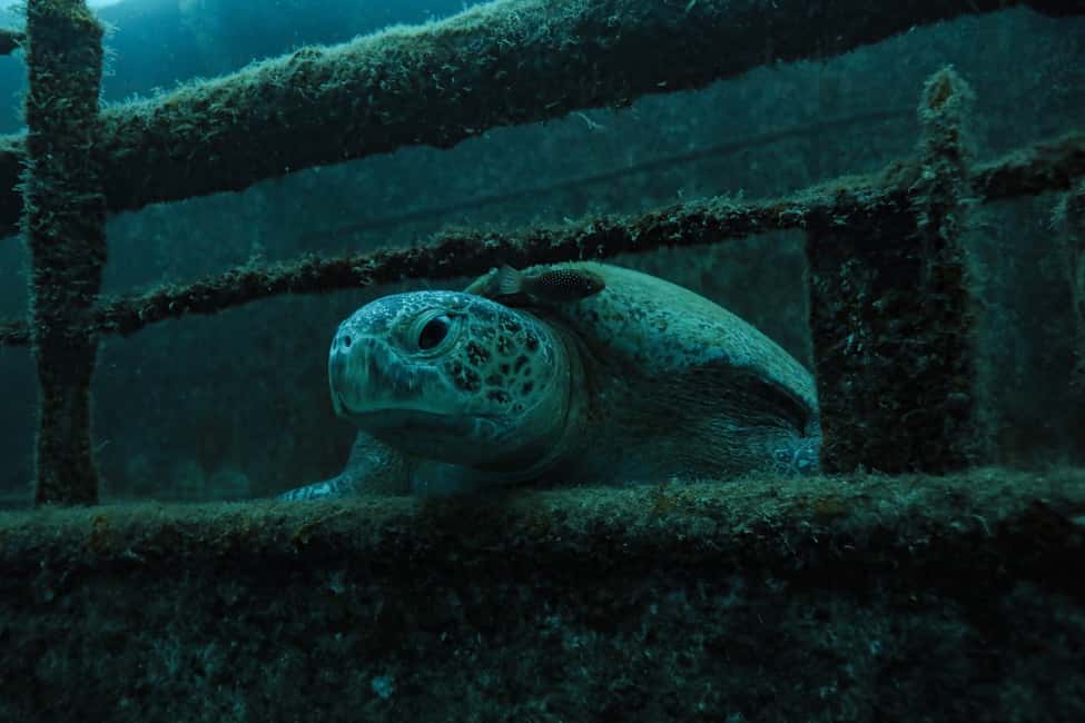 image n.4 of Cabo Pulmo Marine Park: Scuba Diving Excursion activity in Baja California Sur, uploaded by supplier