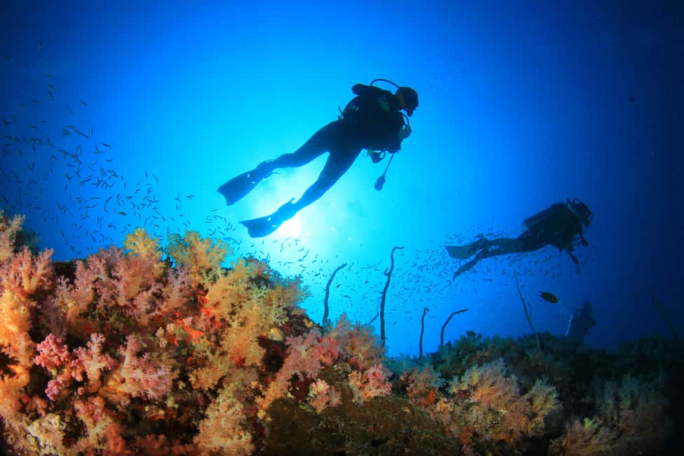 image n.3 of Cabo Pulmo Marine Park: Scuba Diving Excursion activity in Baja California Sur, uploaded by supplier