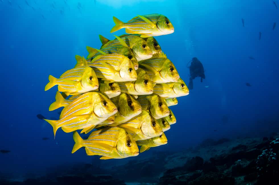 image n.6 of Cabo Pulmo Marine Park: Scuba Diving Excursion activity in Baja California Sur, uploaded by supplier