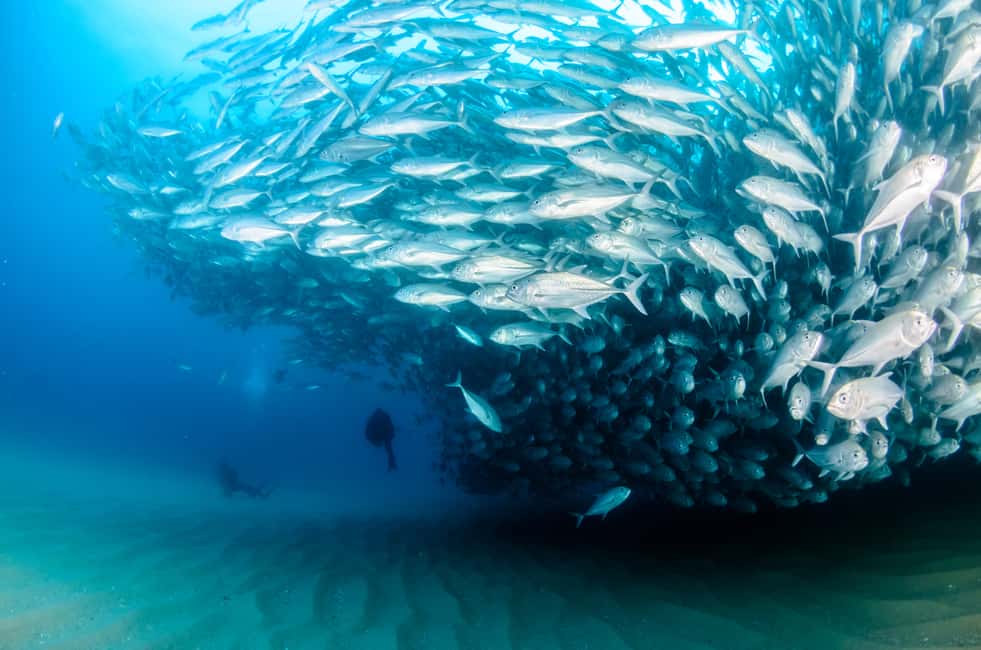 image n.7 of Cabo Pulmo Marine Park: Scuba Diving Excursion activity in Baja California Sur, uploaded by supplier