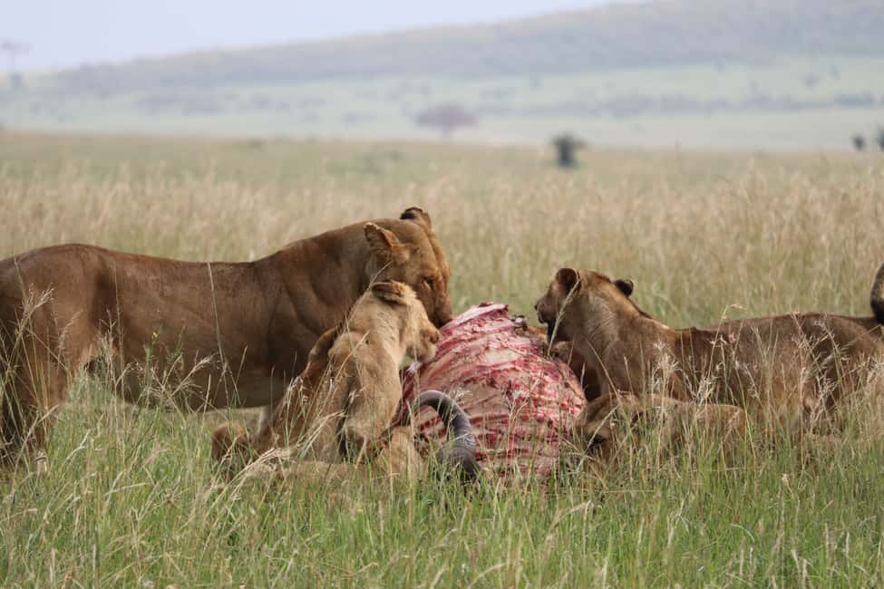 Image N°10 de Au départ de Nairobi : Safari en groupe de 3 jours et 2 nuits dans le Maasai Mara activité à Province centrale du Kenya, publiée par le prestataire