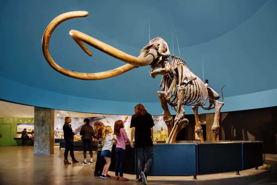 Image N°2 de Los Angeles : billet pour le musée La Brea Tar Pits activité à Los Angeles, publiée par le prestataire