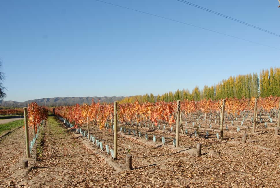imagem n.3 de Mendoza: Excursão de 1 dia ao vinho com almoço de 3 pratos atividade em Província de Mendoza, carregada pelo fornecedor
