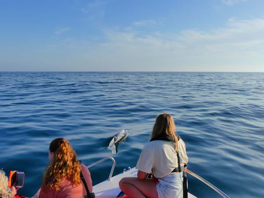 Bild Nr. 16 von Faro: Delfin- und Wildtierbeobachtung im Atlantischen Ozean Aktivität in Algarve, hochgeladen vom Anbieter