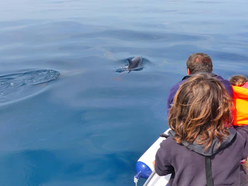 Bild Nr. 7 von Faro: Delfin- und Wildtierbeobachtung im Atlantischen Ozean Aktivität in Algarve, hochgeladen vom Anbieter