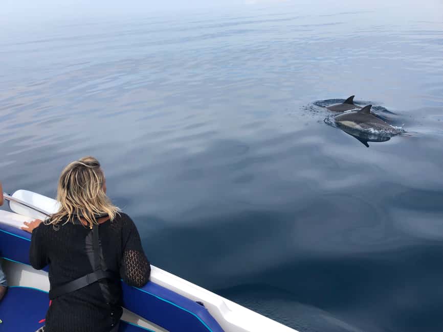 Bild Nr. 17 von Faro: Delfin- und Wildtierbeobachtung im Atlantischen Ozean Aktivität in Algarve, hochgeladen vom Anbieter