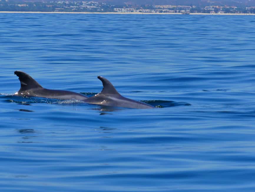 Bild Nr. 13 von Faro: Delfin- und Wildtierbeobachtung im Atlantischen Ozean Aktivität in Algarve, hochgeladen vom Anbieter