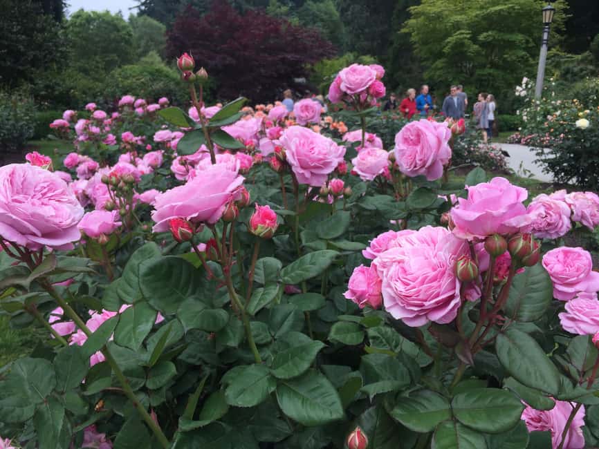 image n.7 of Bike Portland: Bridges, Neighborhoods, Poetry, and Roses activity in Portland, Oregon, uploaded by supplier